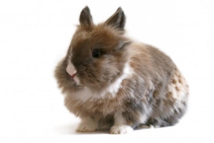 Tavşanın kaç tane hayat var?