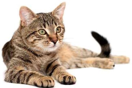 Neden kediler pençeli ayaklar taşıyor: uzmanların cevapları