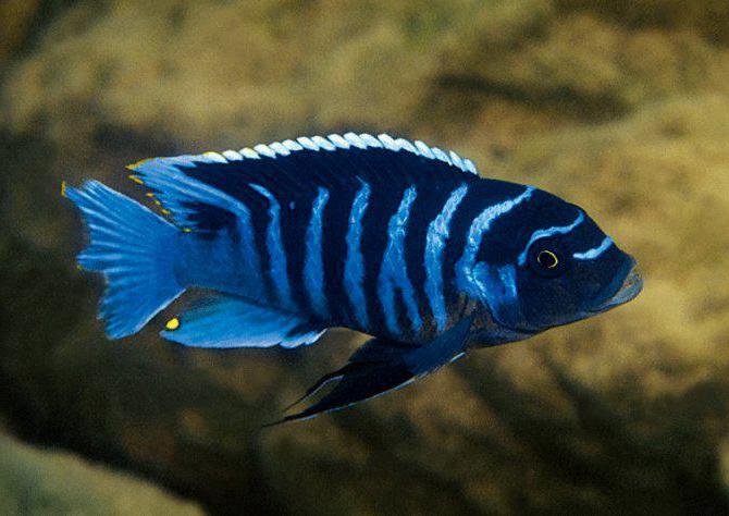Zebra'nın psödotrophası: türün özellikleri ve üremesi. Akvaryumda balıklara nasıl dikkat edilir?