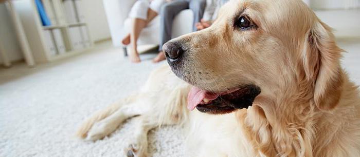 Bir köpeğe sos: semptomlar, tedavi özellikleri ve profesyonellerin önerileri