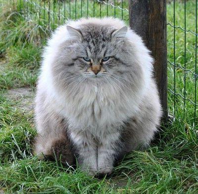 Benzersiz bir kedi cinsi - Sibirya
