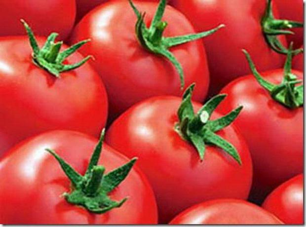 Evpator - domates yetiştiriciliği için domates