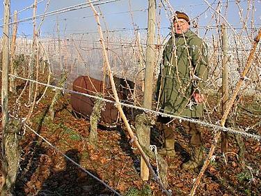 Urals'ta kışın üzüm hazırlanması: Asmanın donması için ne yapılması gerekiyor
