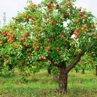 Bahçecilik Sırları: sonbaharda elma sosu soyundurma