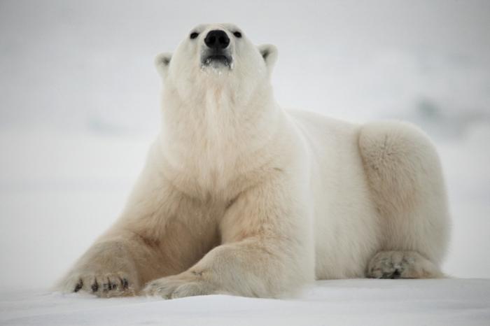 Hangi kutup ayıları hayal eder: rekabet için arzu