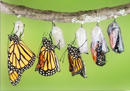 Şekil değişikliği: tırtıl kelebeklere dönüşürken