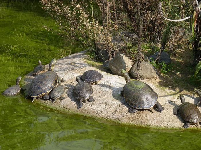 Sıradışı evcil hayvanlar: kırmızı karınlı kaplumbağalar. Bu hayvanlara su olmadan ne kadar sürebilirsin?