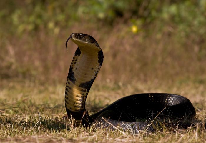 Yılan kobra - ilginç gerçekler. Yılan olarak kraliyet kobra çok tehlikeli ve hızlı