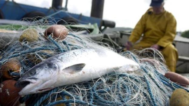 Drift-net balıkçılığı nedir? Drift-net balıkçılığının ekoloji için zararı nedir?