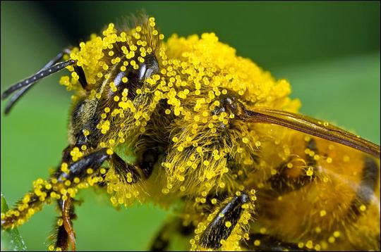 polen yararlı özellikleri