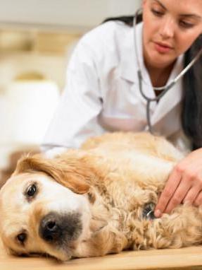 Köpeklerde zehirlenme: semptom ve sonuçları